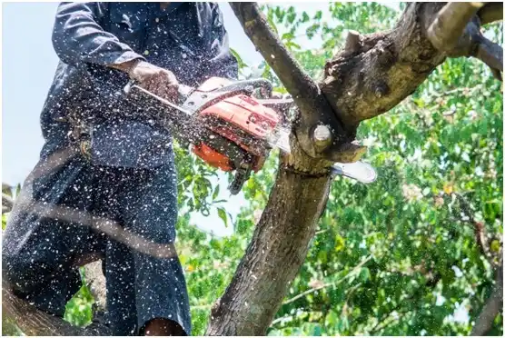 tree services Martindale